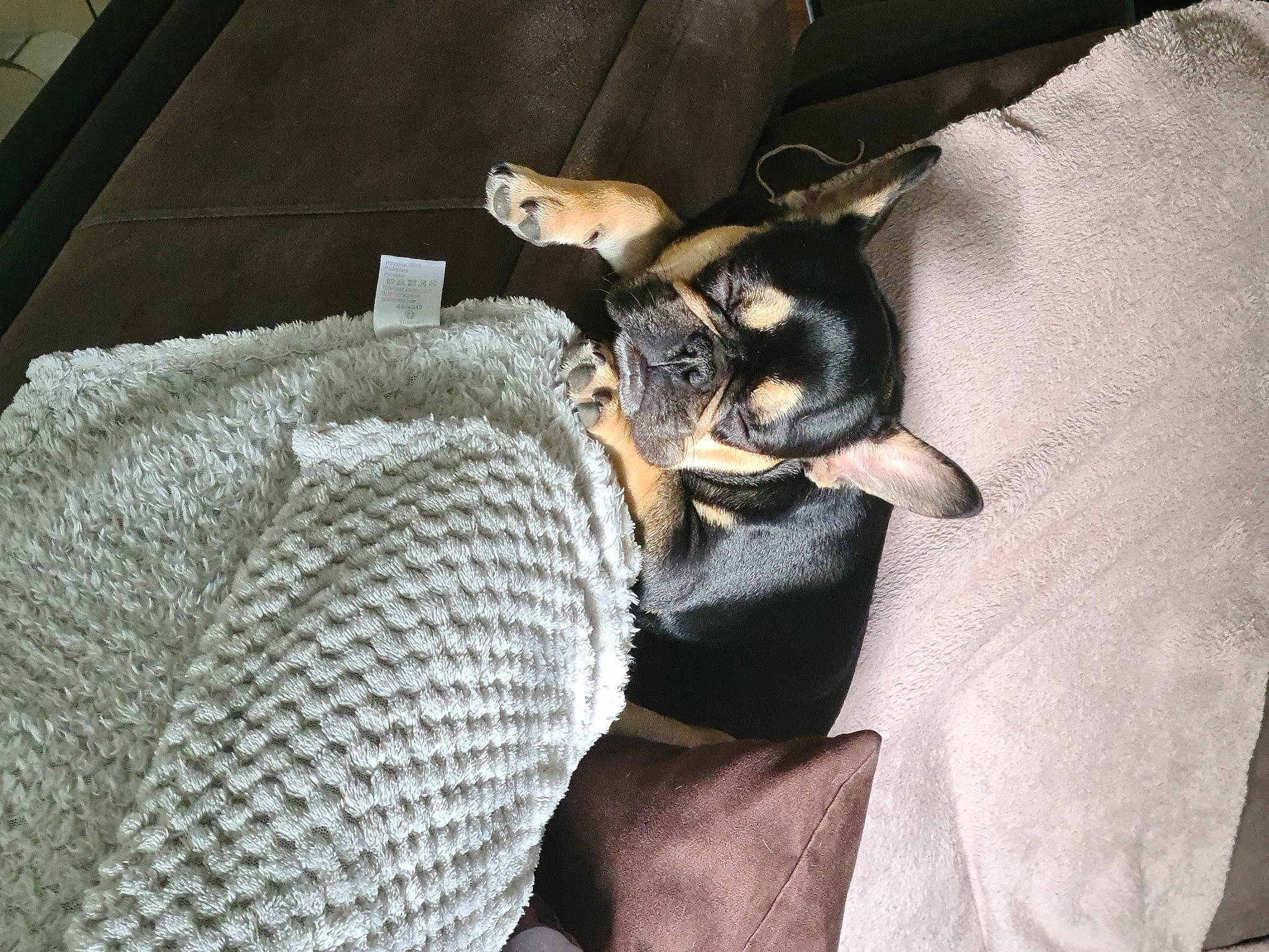 Radja participe au concours pour gagner de l'argent avec cette photo : canidae, carnivore, comfort, companion_dog, couch, dog, dog_breed, fawn, felidae, fur, linens, nap, paw, pinscher, small_to_medium_sized_cats, snout, sporting_group, toy_dog, whiskers, working_animal