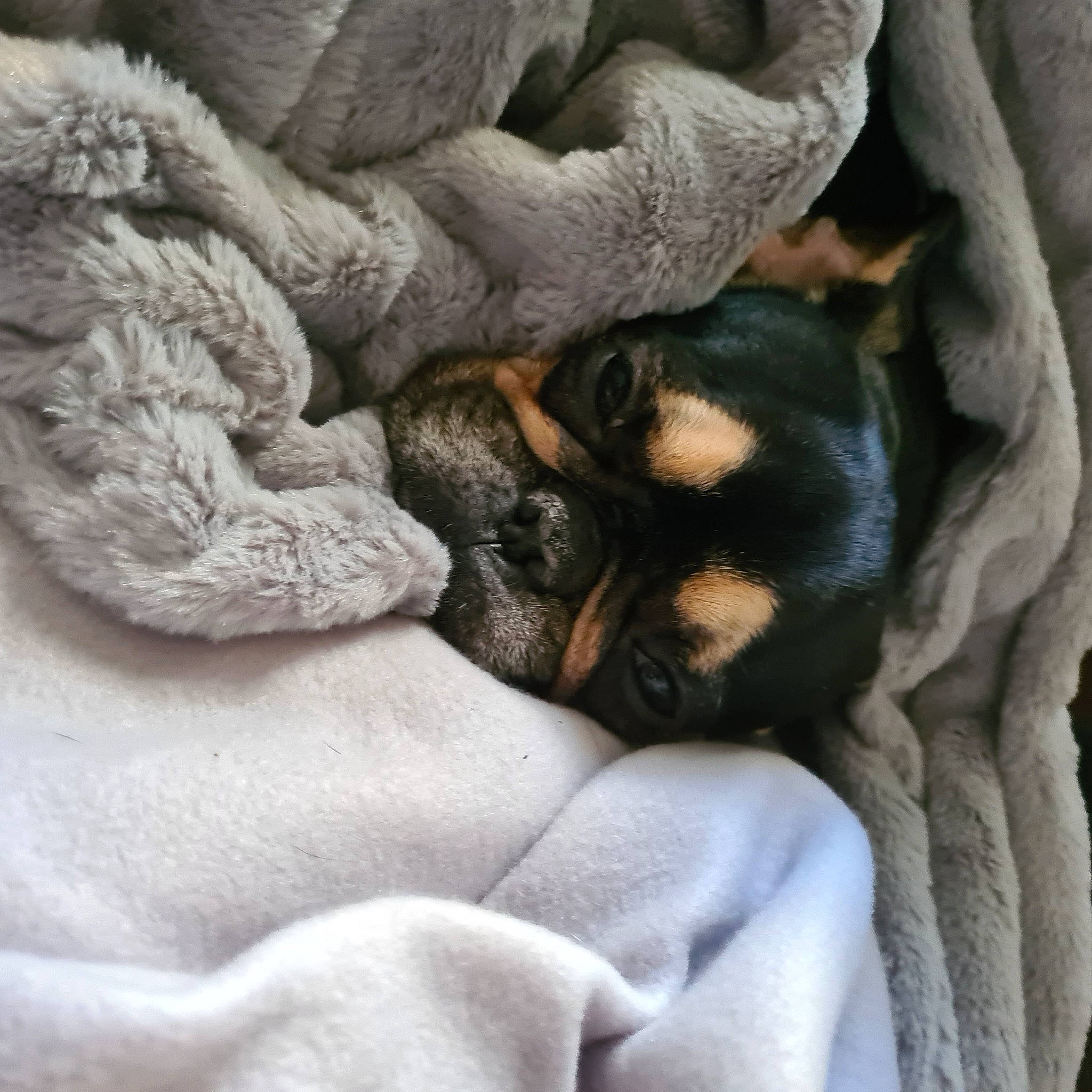 Radja a rejoint le concours — aidez-le/la à gagner de superbes lots ! canidae, carnivore, claw, comfort, companion_dog, dog, dog_breed, fawn, felidae, fur, grey, guard_dog, linens, nap, paw, sleep, snout, terrestrial_animal, toy_dog, whiskers