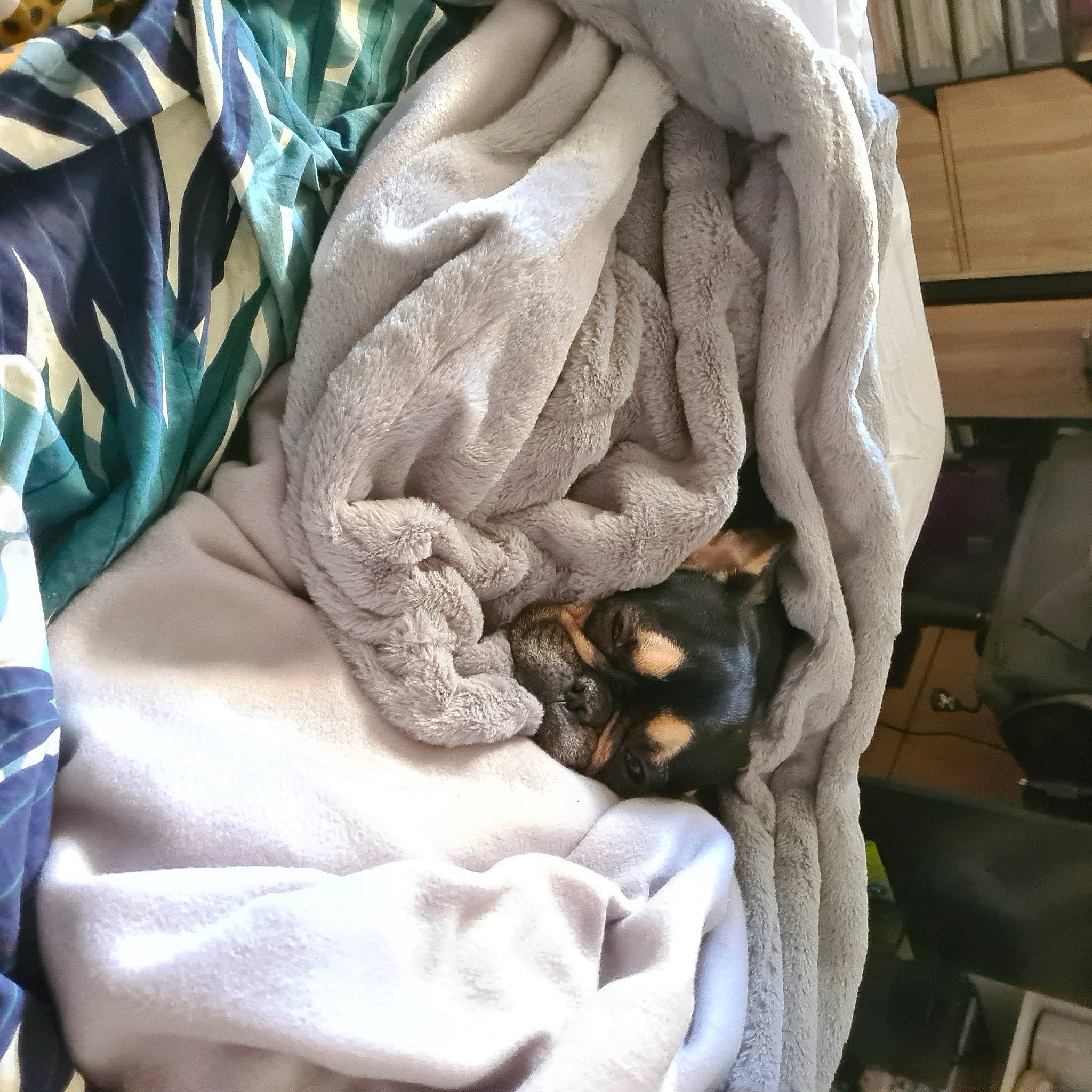 Radja participe au concours pour gagner de l'argent avec cette photo : bed_sheet, bedding, blanket, collar, comfort, electric_blue, fashion_accessory, fur, linens, outerwear, pattern, room, sleeve, textile, tints_and_shades, wood