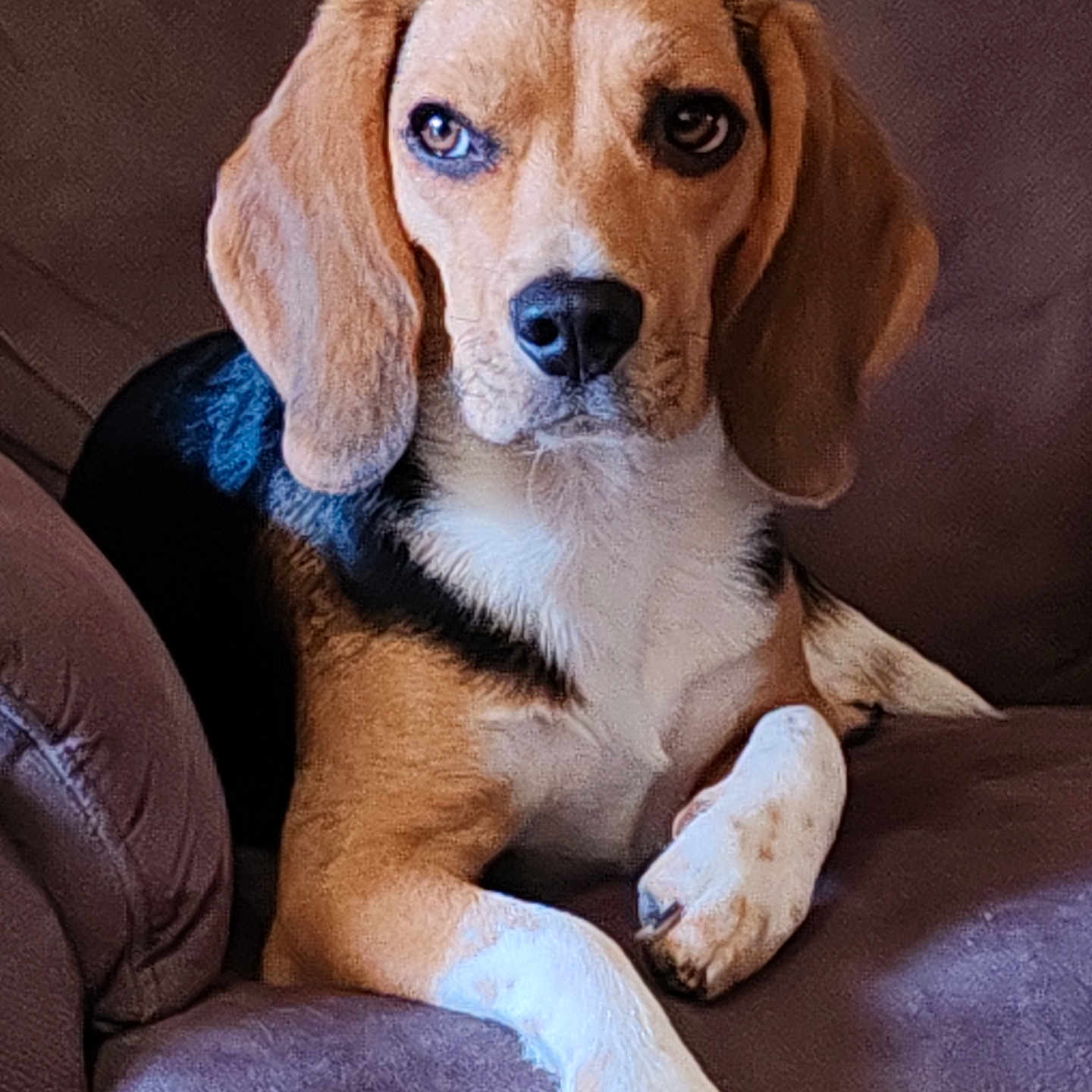 Vista participe au concours pour gagner de l'argent avec cette photo : animal, beagle, black, brown, canine, companion, couch, dog, ears, fur, furniture, indoor, paw, pet, portrait, relaxed, resting, seated, snout, white