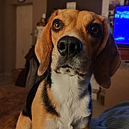 Vista a rejoint le concours — aidez-le/la à gagner de superbes lots ! dog, beagle, pet, indoor, portrait, close_up, animal, brown, white, black, nose, ears, fur, blanket, living_room, furniture, clock, television, curious, cozy