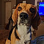 dog, beagle, pet, indoor, portrait, close_up, animal, brown, white, black, nose, ears, fur, blanket, living_room, furniture, clock, television, curious, cozy
