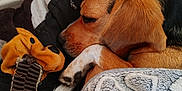 Vista a rejoint le concours — aidez-le/la à gagner de superbes lots ! dog, sleeping, bed, blanket, stuffed_toy, cozy, indoor, paw, fur, ears, snout, resting, comfort, pet, animal, closeup, relaxation, home, cute, companion