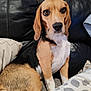 dog, beagle, pet, animal, sitting, couch, leather, pillow, indoor, brown, white, black, ears, tail, face, fur, looking, cute, companion, domestic