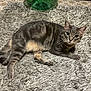 cat, gray_cat, tabby, pet, indoor, rug, textured_rug, green_vase, floor, curious, relaxed, animal, whiskers, ears, fur, paws, domestic_cat, alert, resting, home