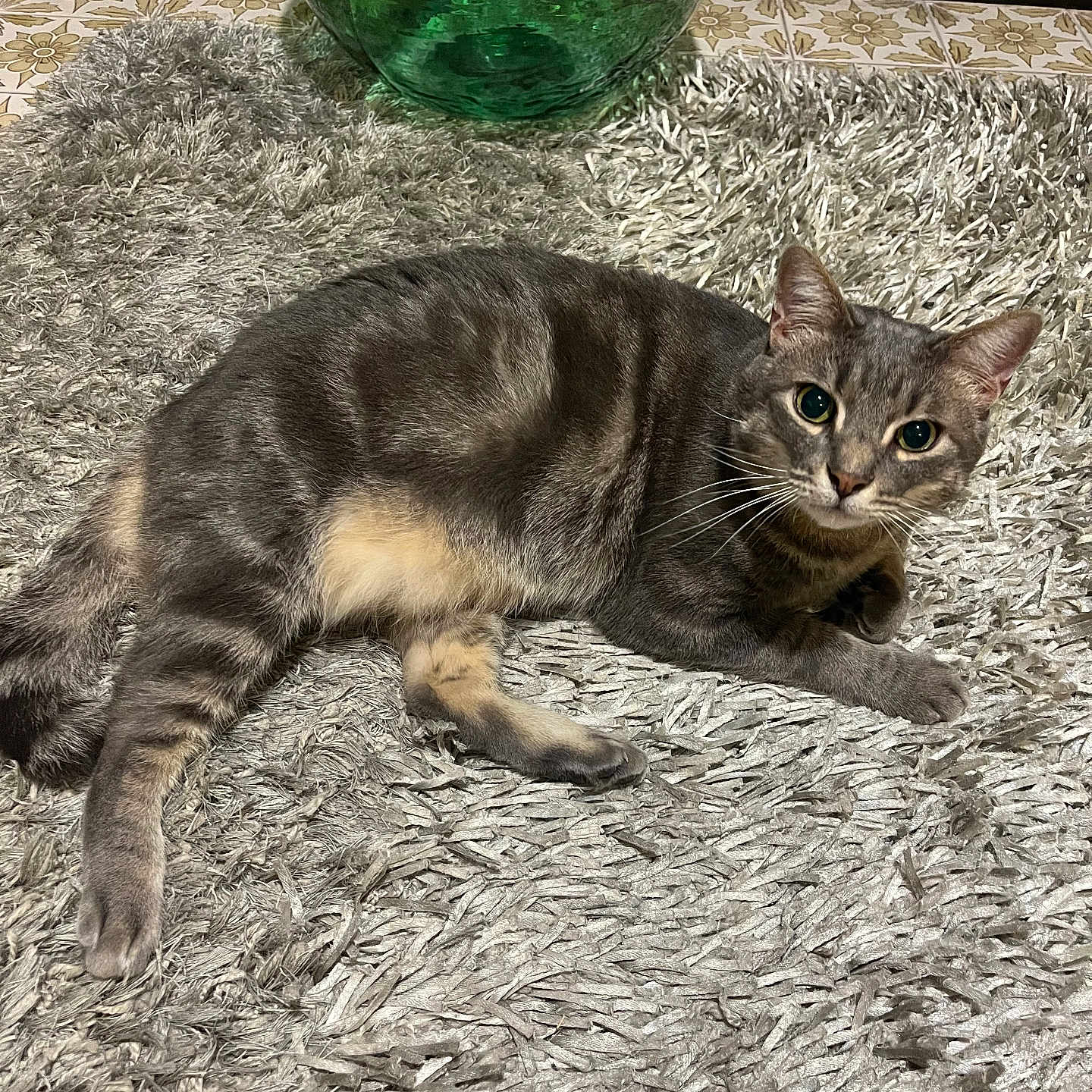 Bubbù a rejoint le concours — aidez-le/la à gagner de superbes lots ! alert, animal, cat, curious, domestic_cat, ears, floor, fur, gray_cat, green_vase, home, indoor, paws, pet, relaxed, resting, rug, tabby, textured_rug, whiskers