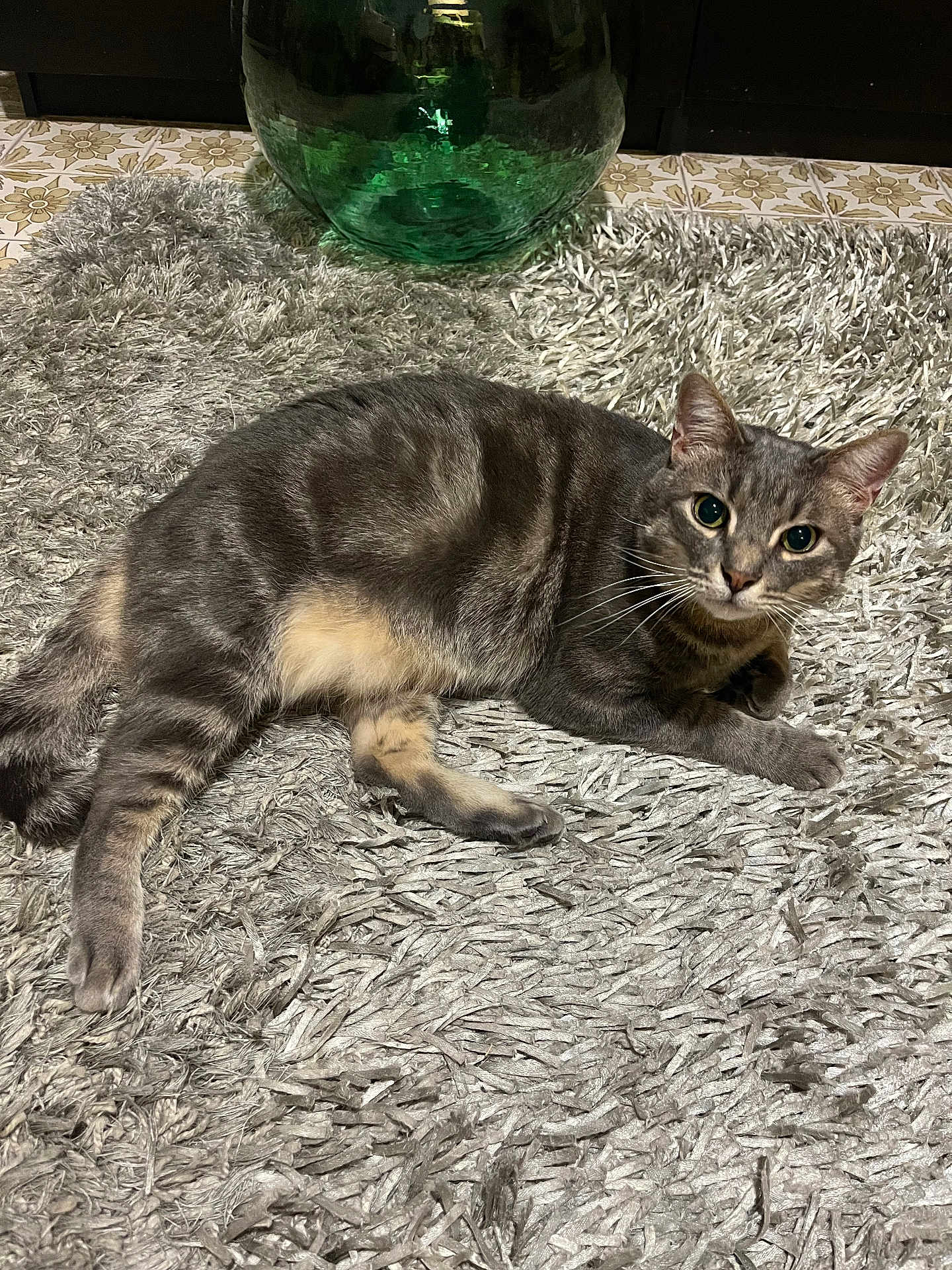 Bubbù a rejoint le concours — aidez-le/la à gagner de superbes lots ! cat, gray_cat, tabby, pet, indoor, rug, textured_rug, green_vase, floor, curious, relaxed, animal, whiskers, ears, fur, paws, domestic_cat, alert, resting, home