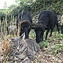 cat, sheep, gray_cat, black_sheep, animal, outdoor, grass, plants, stone_wall, nature, curious, fence, rural, farm, mammal, field, herbivore, pet, resting, closeup