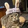 Bubbù participe au concours pour gagner de l'argent avec cette photo : cat, gray_tabby, pet, animal, bunny_ears, headband, costume, indoor, feline, whiskers, curious, relaxed, closeup, portrait, fur, cute, ears, face, sitting, cozy