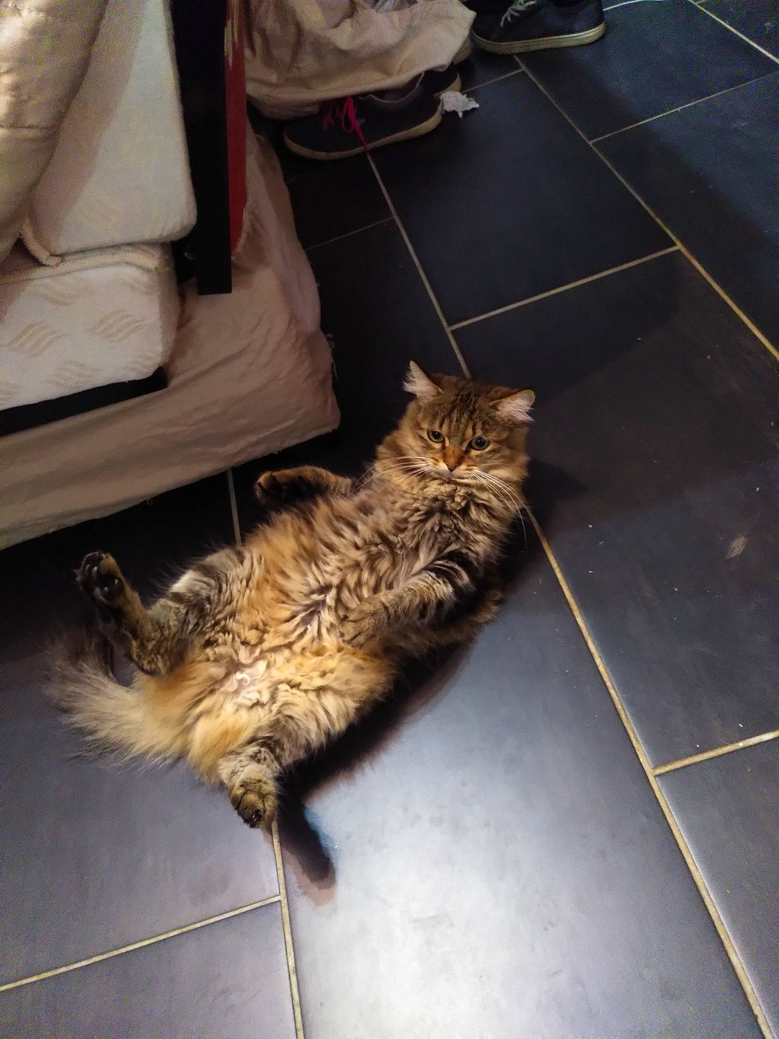 Aika participe au concours pour gagner de l'argent avec cette photo : carnivore, cat, claw, comfort, domestic_short_haired_cat, felidae, floor, flooring, fur, hardwood, human_leg, mammal, paw, road_surface, sitting, small_to_medium_sized_cats, tail, terrestrial_animal, whiskers, wood