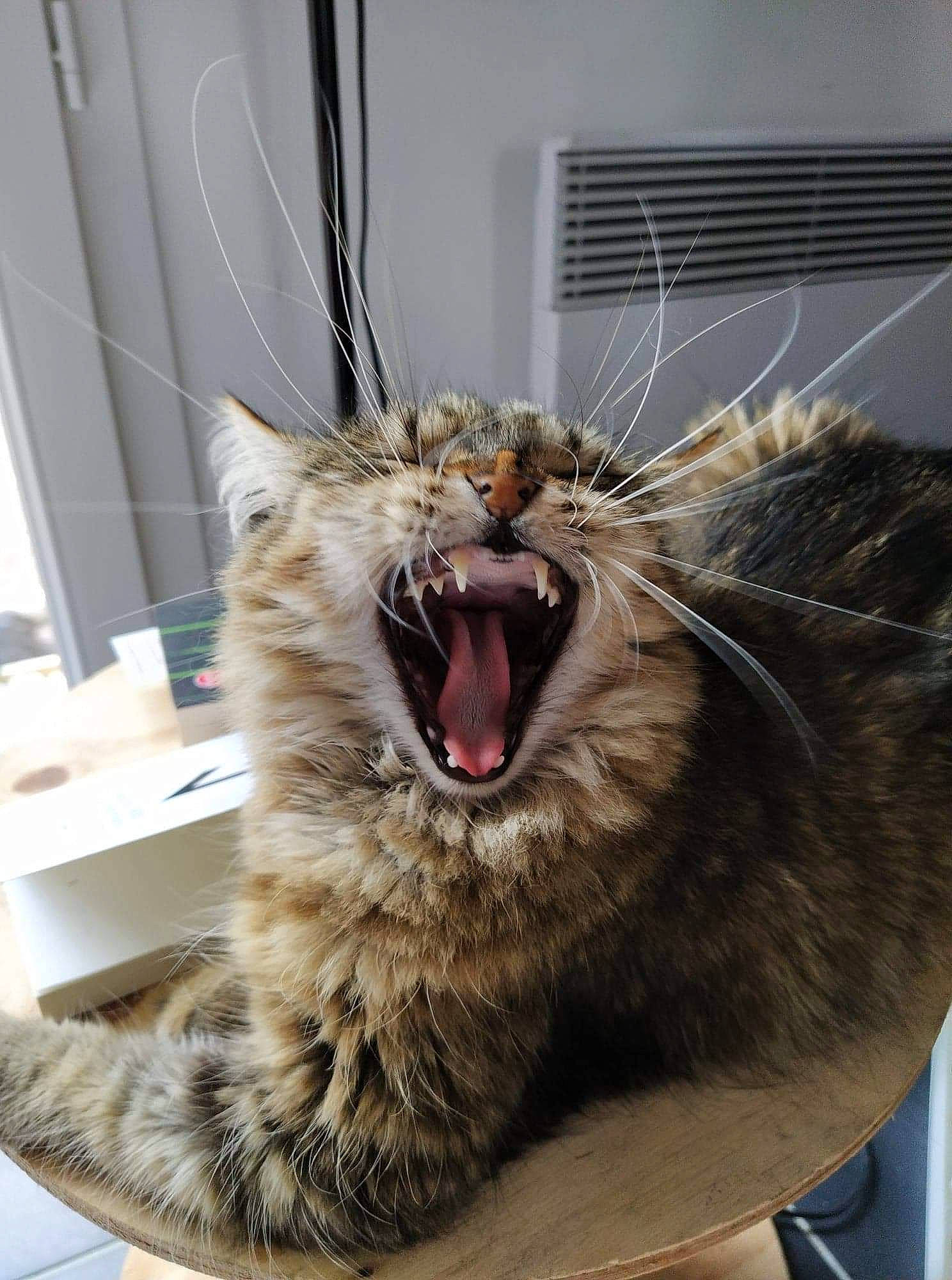 Aika participe au concours pour gagner de l'argent avec cette photo : carnivore, cat, claw, domestic_short_haired_cat, fang, felidae, fur, jaw, paw, roar, shout, small_to_medium_sized_cats, snout, terrestrial_animal, titanium, tooth, whiskers, yawn