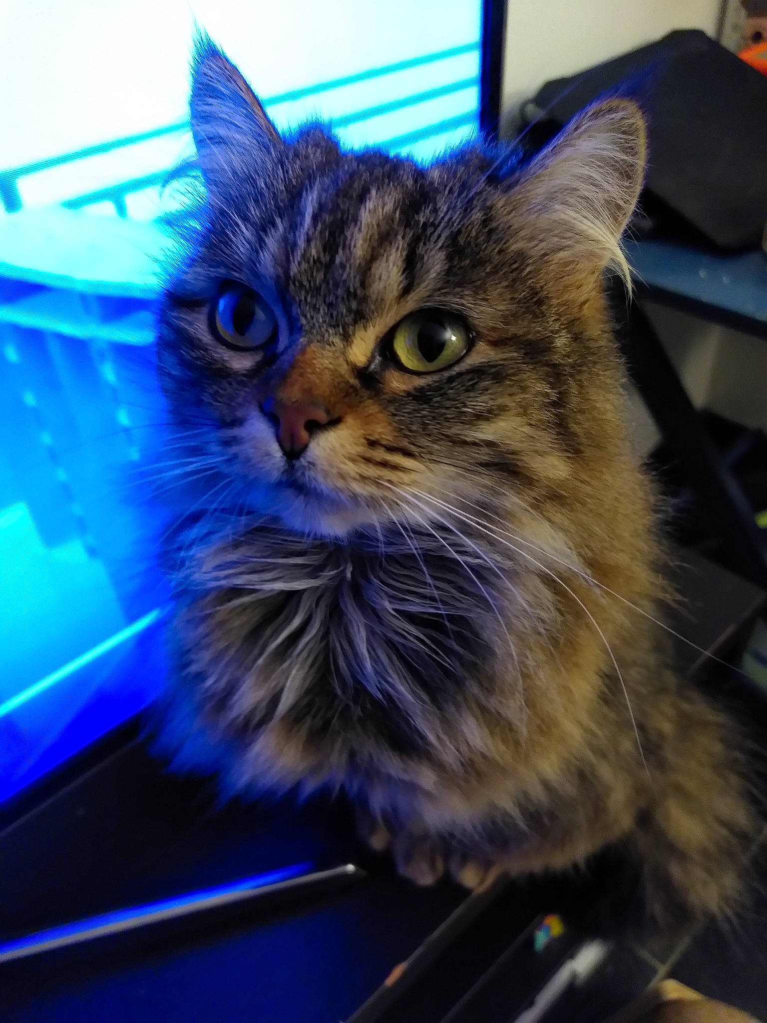 Aika a rejoint le concours — aidez-le/la à gagner de superbes lots ! blue, carnivore, cat, claw, domestic_short_haired_cat, electric_blue, eye, felidae, fur, iris, paw, small_to_medium_sized_cats, snout, whiskers, window