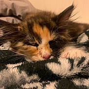 Potato joined the competition — help win amazing prizes! kitten, cat, sleeping, calico, close_up, whiskers, paw, blanket, cozy, fur, pet, indoor, resting, cute, animal, nap, soft, pattern, feline, cute_pet