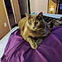 cat, gray_cat, pet, bed, blanket, purple_blanket, pillow, indoor, bedroom, fan, door, wall, furniture, whiskers, paws, relaxed, lounging, green_eyes, portrait, domestic_cat