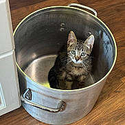Michi is registered to the contest to win money with this photo: animal, cat, container, curious, cute, domestic_cat, ears, feline, floor, household, indoor, kitten, looking_up, metal_pot, pet, sitting, small, tabby, whiskers, wood_floor