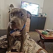 Brownie a rejoint le concours — aidez-le/la à gagner de superbes lots ! dog, indoor, furniture, blanket, television, footwear, foot, collar, living_room, table, lamp, cabinet, carpet, person, curious, pet, canine, home, blur, casual