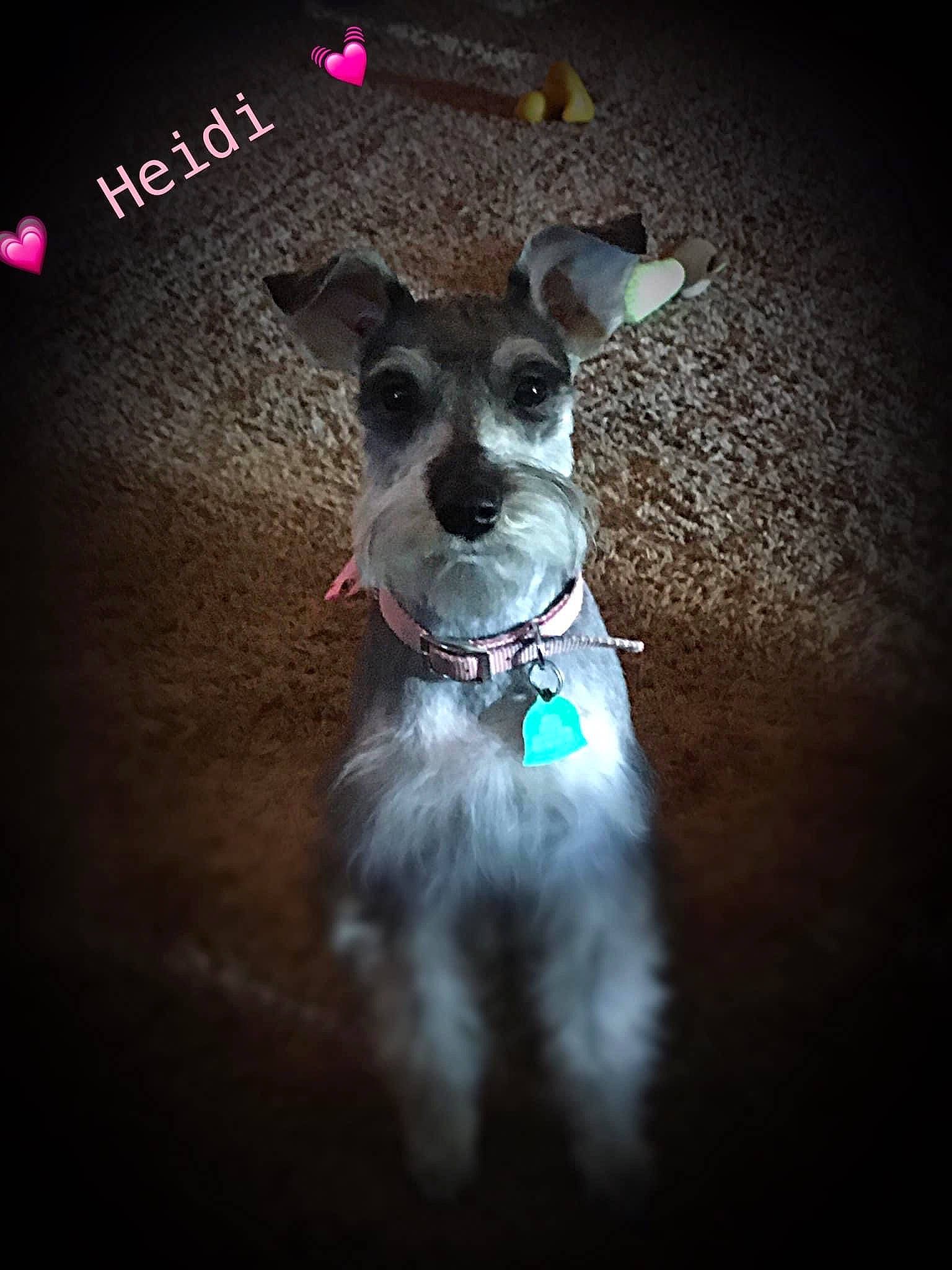 Heidi joined the competition — help win amazing prizes! canidae, carnivore, collar, companion_dog, darkness, dog, dog_breed, dog_collar, dog_supply, fashion_accessory, flash_photography, font, logo, pet_supply, snout, sporting_group, terrier, toy_dog, whiskers, working_animal