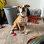 Alya participe au concours pour gagner de l'argent avec cette photo : animal, blanket, brown_and_white, canine, collar, curious, dog, domestic, ears_up, floor, furniture, home, indoor, looking_up, paw_raised, pet, red_sock, sitting, trash_bin, wooden_floor