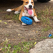 Alya participe au concours pour gagner de l'argent avec cette photo : animal, blue_toy, brown_dog, collar, dirt, dog, grass, happy, lying_down, outdoor, panting, paw, pet, playing, tire, tire_toy, tongue_out, toy, vehicle, white_markings
