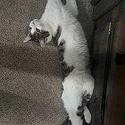 Dusty joined the competition — help win amazing prizes! cat, indoor, carpet, furniture, dresser, pet, animal, white, gray, black, striped, lying_down, relaxed, cute, domestic, floor, side_view, whiskers, tail, ears