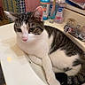 Dusty joined the competition — help win amazing prizes! cat, tabby_cat, bathroom, sink, toiletries, faucet, shower_curtain, pink_tiles, bottle, mouthwash, hand_soap, relaxed, indoor, pet, animal, white, gray, striped, domestic, cute