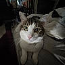 Dusty is registered to the contest to win money with this photo: cat, indoor, pet, whiskers, collar, bell, green_eyes, curious, feline, close_up, bed, blanket, furniture, cozy, domestic, tabby, white_fur, pink_nose, portrait, animal