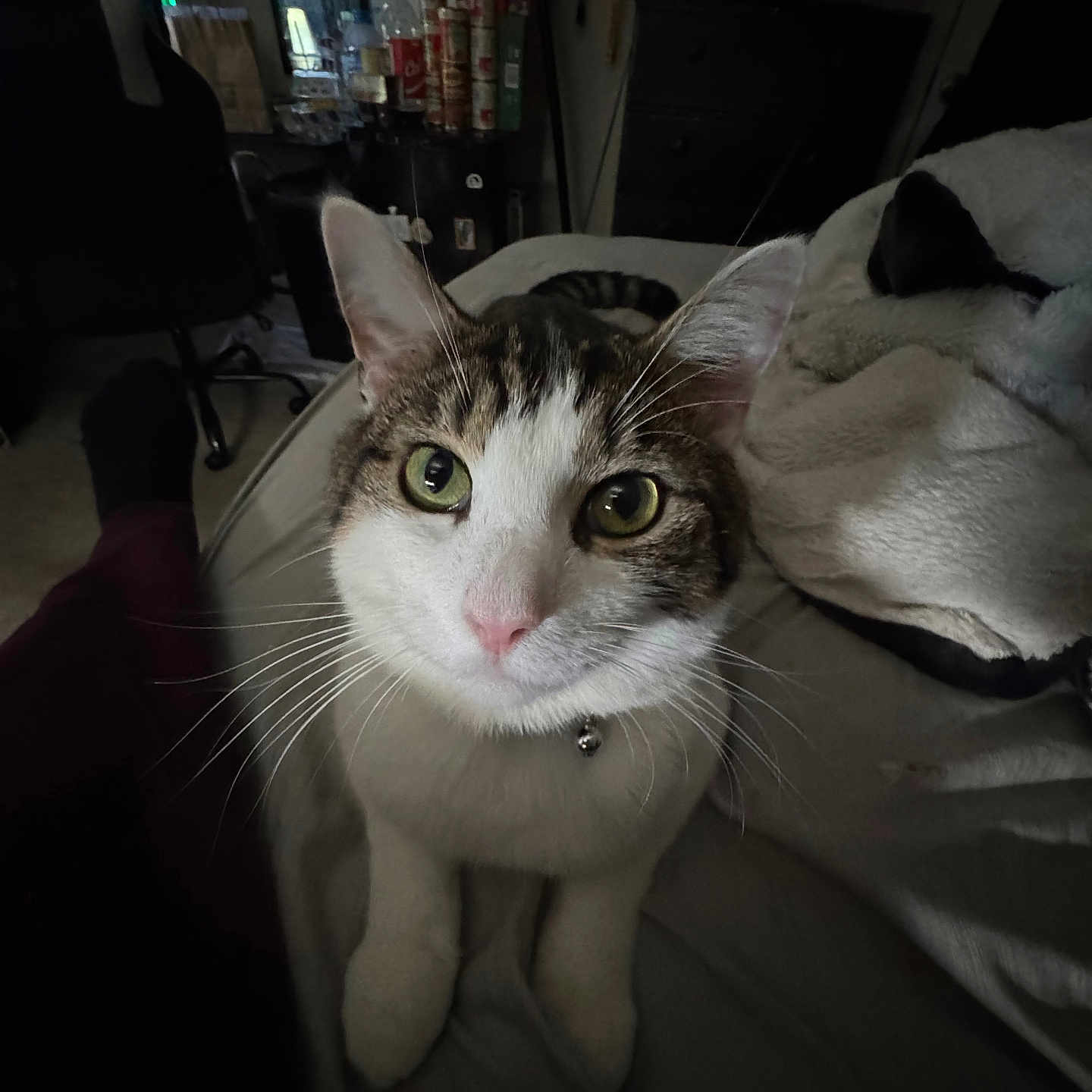 Dusty is registered to the contest to win money with this photo: cat, indoor, pet, whiskers, collar, bell, green_eyes, curious, feline, close_up, bed, blanket, furniture, cozy, domestic, tabby, white_fur, pink_nose, portrait, animal