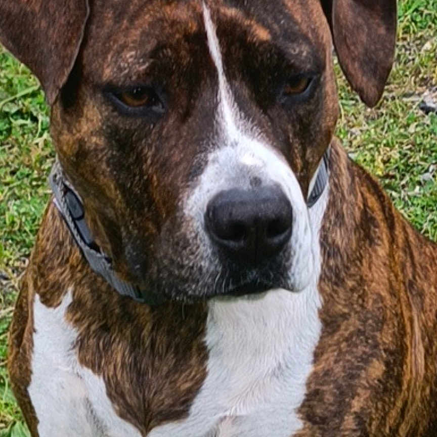 Kira participe au concours pour gagner de l'argent avec cette photo : alert, animal, background, brindle, canine, closeup, collar, dog, domestic, ears, fur, grass, mammal, nature, outdoor, pet, portrait, sitting, snout, white