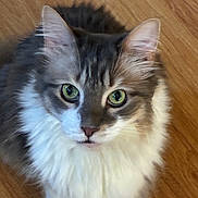 Carl joined the competition — help win amazing prizes! animal, cat, close_up, cute, ears, fluffy, fur, gazing, gray_fur, green_eyes, indoor, kitten, long_hair, paws, pet, portrait, sitting, whiskers, white_fur, wooden_floor
