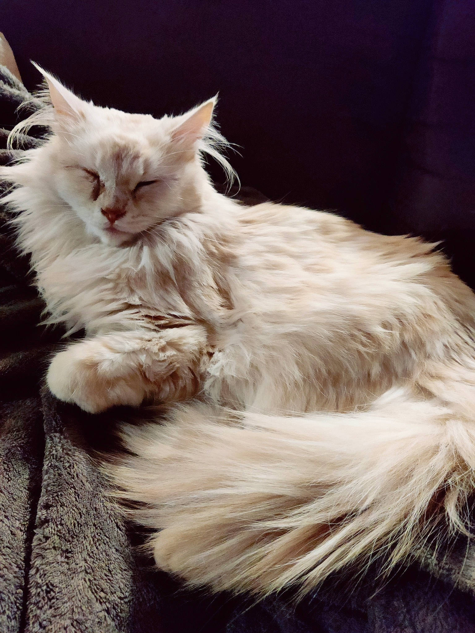 Tyara participe au concours pour gagner de l'argent avec cette photo : british_longhair, carnivore, cat, close_up, event, feather, felidae, fur, paw, persian, plant, small_to_medium_sized_cats, snout, tail, terrestrial_animal, whiskers