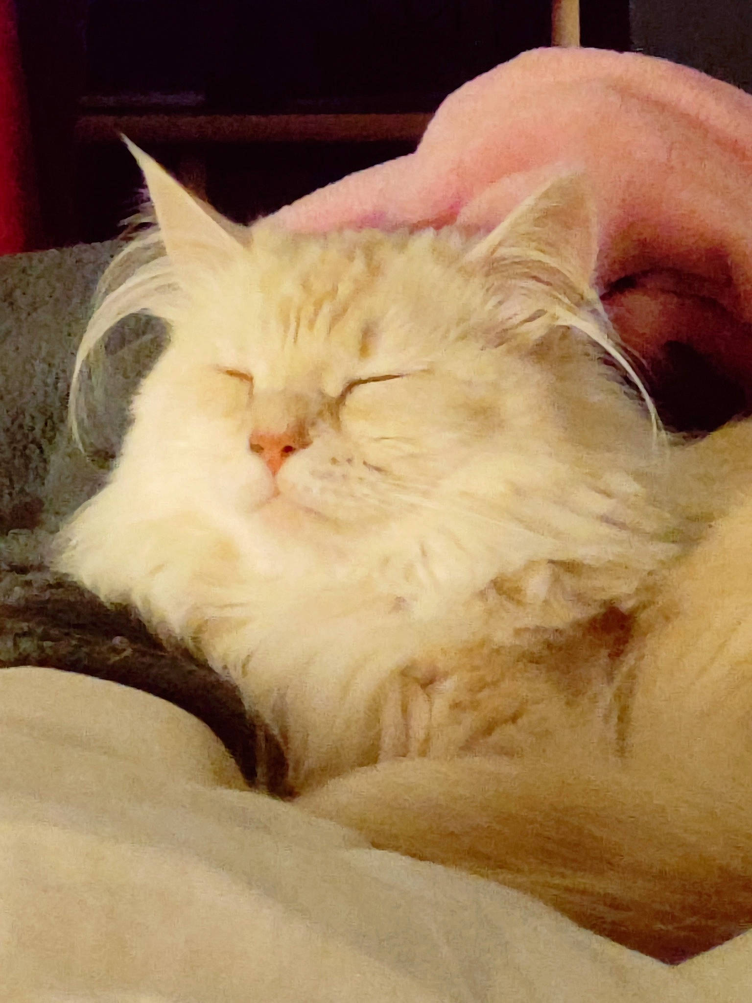 Tyara participe au concours pour gagner de l'argent avec cette photo : carnivore, cat, comfort, fawn, felidae, fur, nap, paw, sleep, small_to_medium_sized_cats, snout, terrestrial_animal, whiskers