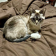 Zoe is registered to the contest to win money with this photo: cat, siamese_cat, pet, animal, feline, toy, blanket, brown, fur, whiskers, ears, tail, indoor, cozy, comfortable, relaxed, cute, domestic, resting, paws