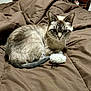 cat, siamese_cat, pet, animal, feline, toy, blanket, brown, fur, whiskers, ears, tail, indoor, cozy, comfortable, relaxed, cute, domestic, resting, paws