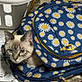 Zoe is registered to the contest to win money with this photo: cat, backpack, daisy_pattern, blue, yellow, white, curious, indoor, laundry_basket, papers, floor, pet, animal, ears, face, zipper, fabric, eyes, collar, domestic