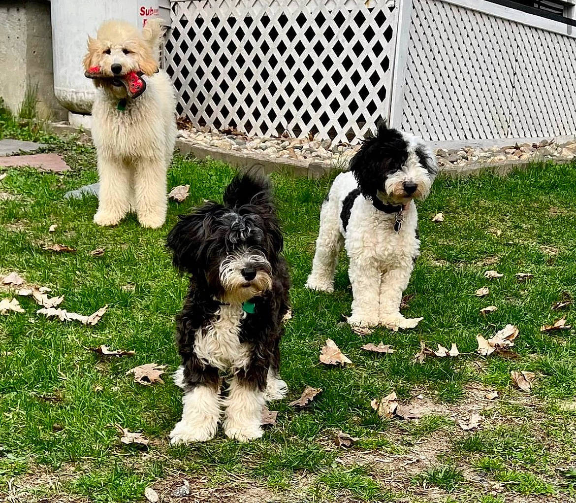 Beatrice Brocko Billie joined the competition — help win amazing prizes! carnivore, companion_dog, dog, dog_breed, dog_collar, dog_supply, fence, fur, grass, maltepoo, plant, poodle_crossbreed, small_terrier, sporting_group, tail, terrier, toy_dog, water_dog, working_animal, working_dog