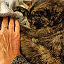Amnesia participe au concours pour gagner de l'argent avec cette photo : cat, tortoiseshell_cat, pet, sleeping, human_hand, hand, blanket, fleece_blanket, couch, fur, paw, claws, ring, jewelry, cozy, closeup, indoor, resting, snuggling, smartphone_watermark