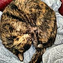 Amnesia participe au concours pour gagner de l'argent avec cette photo : tortoiseshell_cat, cat, curled_up, sleeping, nap, fur, blanket, fleece, couch, red_leather, tail, ear, whiskers, cozy, pet, indoor, close_up, texture, resting, soft