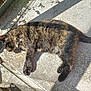 cat, tortoiseshell_cat, feline, pet, sleeping, sunbathing, outdoor, concrete, balcony, shadow, fur, paws, tail, close_up, textured_surface, plant, planter_box, metal_bolt, sunlight, relaxed