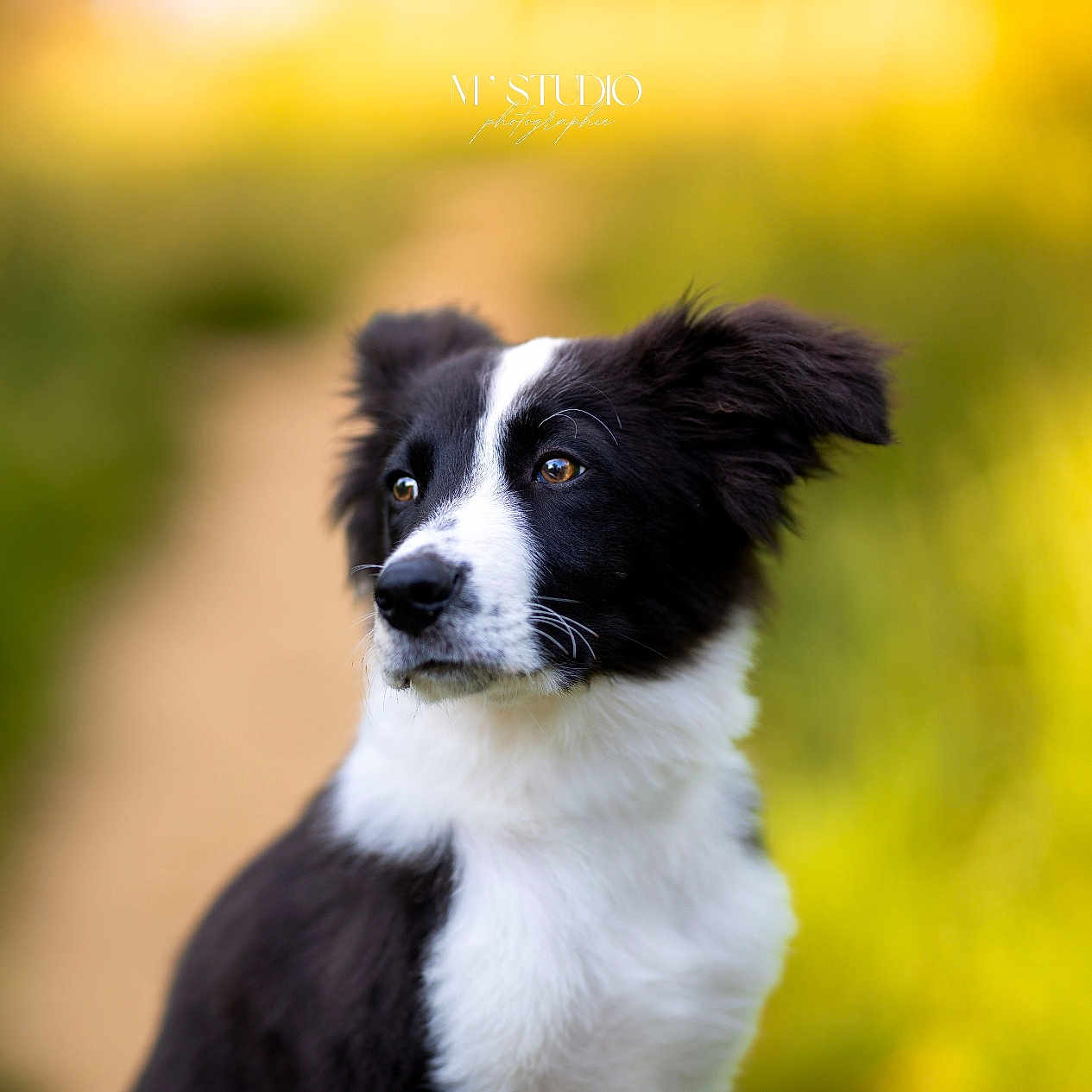 Maïdo a rejoint le concours — aidez-le/la à gagner de superbes lots ! animal, black_and_white, bokeh, canine, cute, dog, ears, fluffy, friendly, fur, grass, looking_away, nature, nose, outdoor, pet, portrait, sunlight, whiskers, young_dog