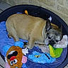 dog, french_bulldog, sleeping, pet_bed, plush_toy, mr_potato_head, blue_monster_toy, indoor, tile_floor, stone_wall, cozy, resting, cute, animal, brown_dog, small_dog, soft_toys, napping, companion, domestic_pet
