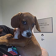 Daisy is registered to the contest to win money with this photo: puppy, dog, brown_dog, pet, person, holding, indoor, wall, framed_quote, cute, animal, closeup, young_dog, face, ears, snout, eyes, human_arm, shirt, colorful