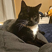 Daisy is registered to the contest to win money with this photo: cat, tuxedo_cat, black_fur, white_chest, whiskers, big_eyes, ears, pet, indoor, bed, blanket, pillow, laundry_basket, cozy, portrait, close_up, domestic, warm_lighting, furniture, relaxed