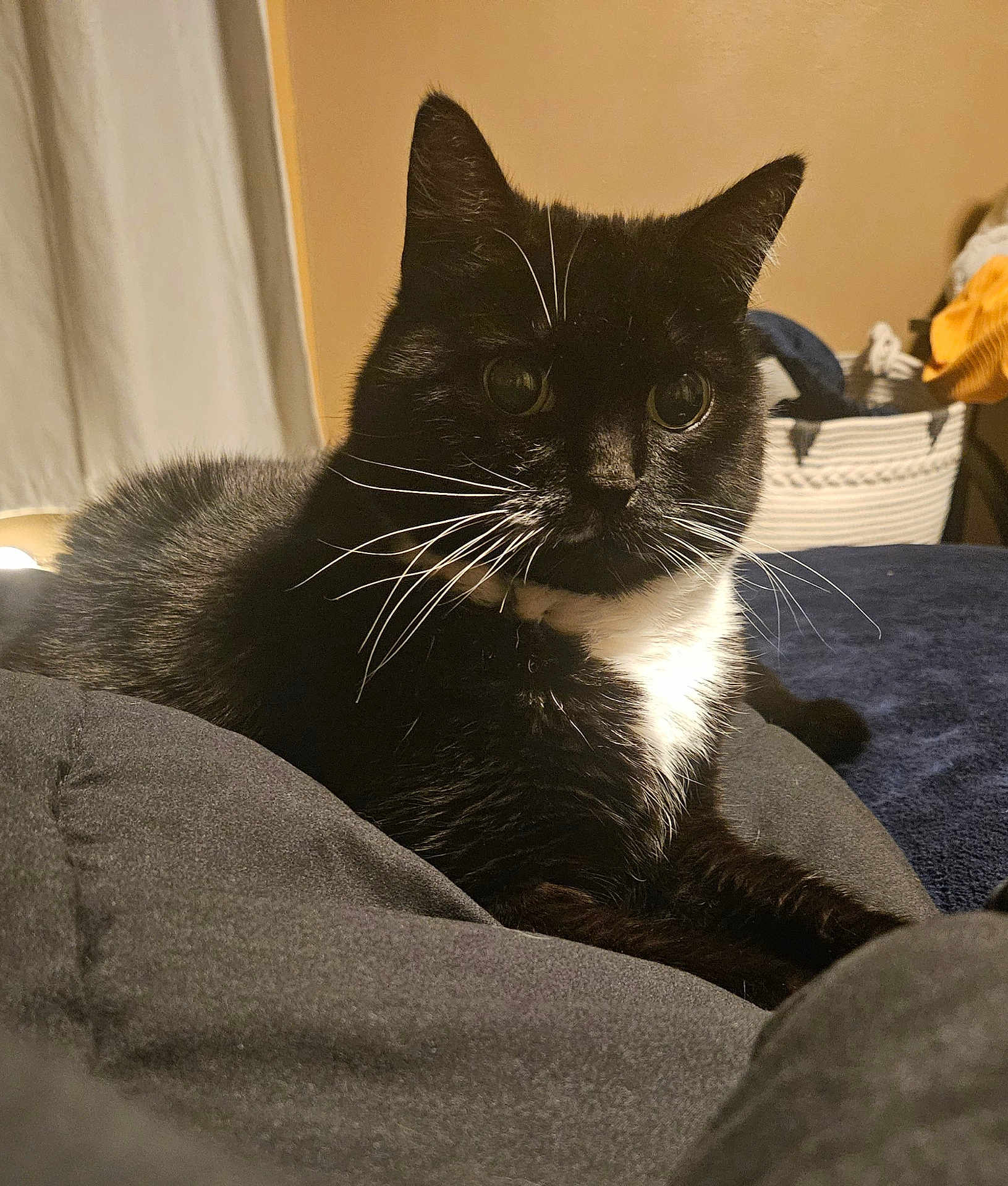 Daisy is registered to the contest to win money with this photo: cat, tuxedo_cat, black_fur, white_chest, whiskers, big_eyes, ears, pet, indoor, bed, blanket, pillow, laundry_basket, cozy, portrait, close_up, domestic, warm_lighting, furniture, relaxed