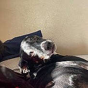 Zoey joined the competition — help win amazing prizes! dog, black_dog, pet, lying_down, looking_back, white_markings, fur, bed, blanket, indoor, sunlight, wall, curious, animal, domestic_animal, canine, relaxed, resting, closeup, portrait