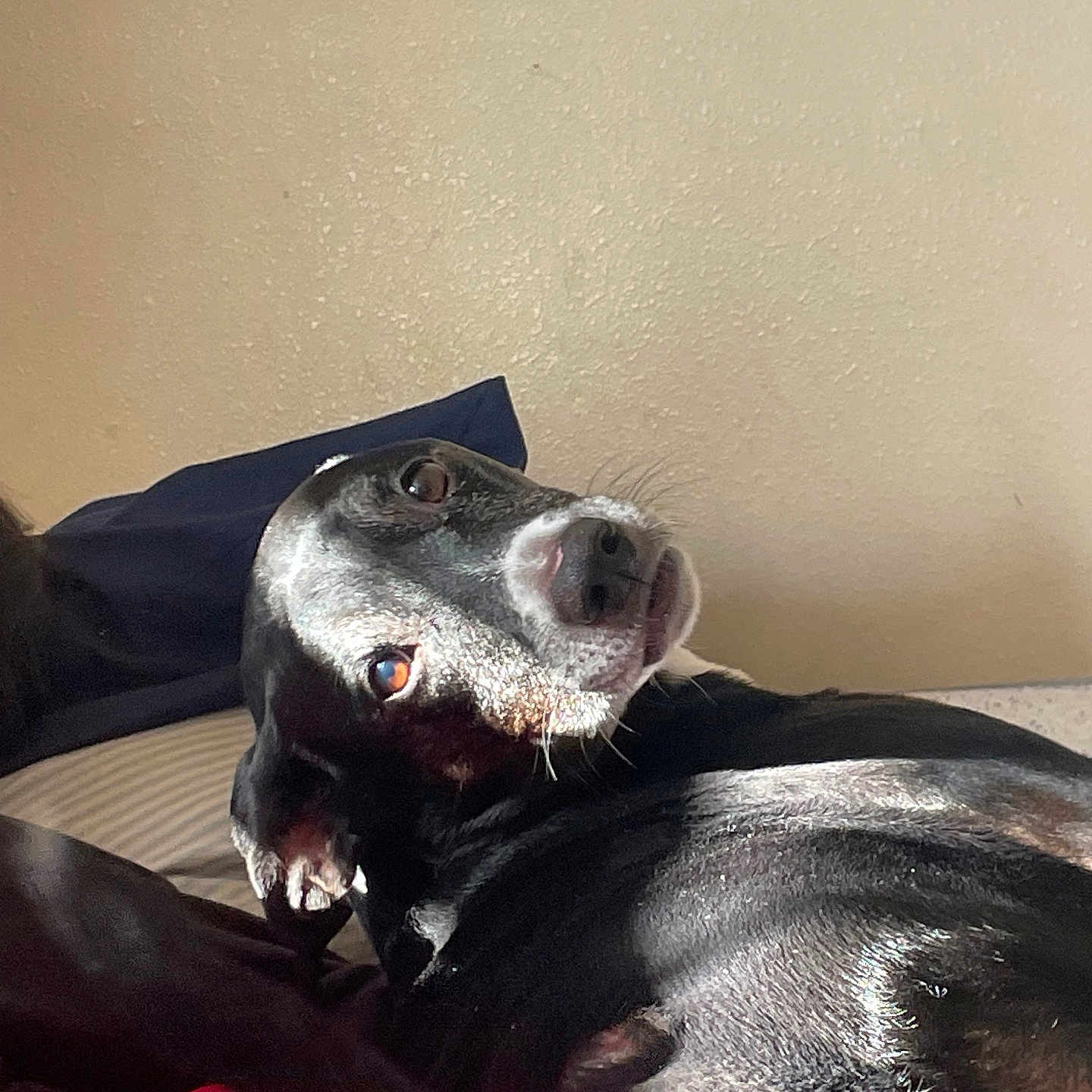 Zoey joined the competition — help win amazing prizes! animal, bed, black_dog, blanket, canine, closeup, curious, dog, domestic_animal, fur, indoor, looking_back, lying_down, pet, portrait, relaxed, resting, sunlight, wall, white_markings