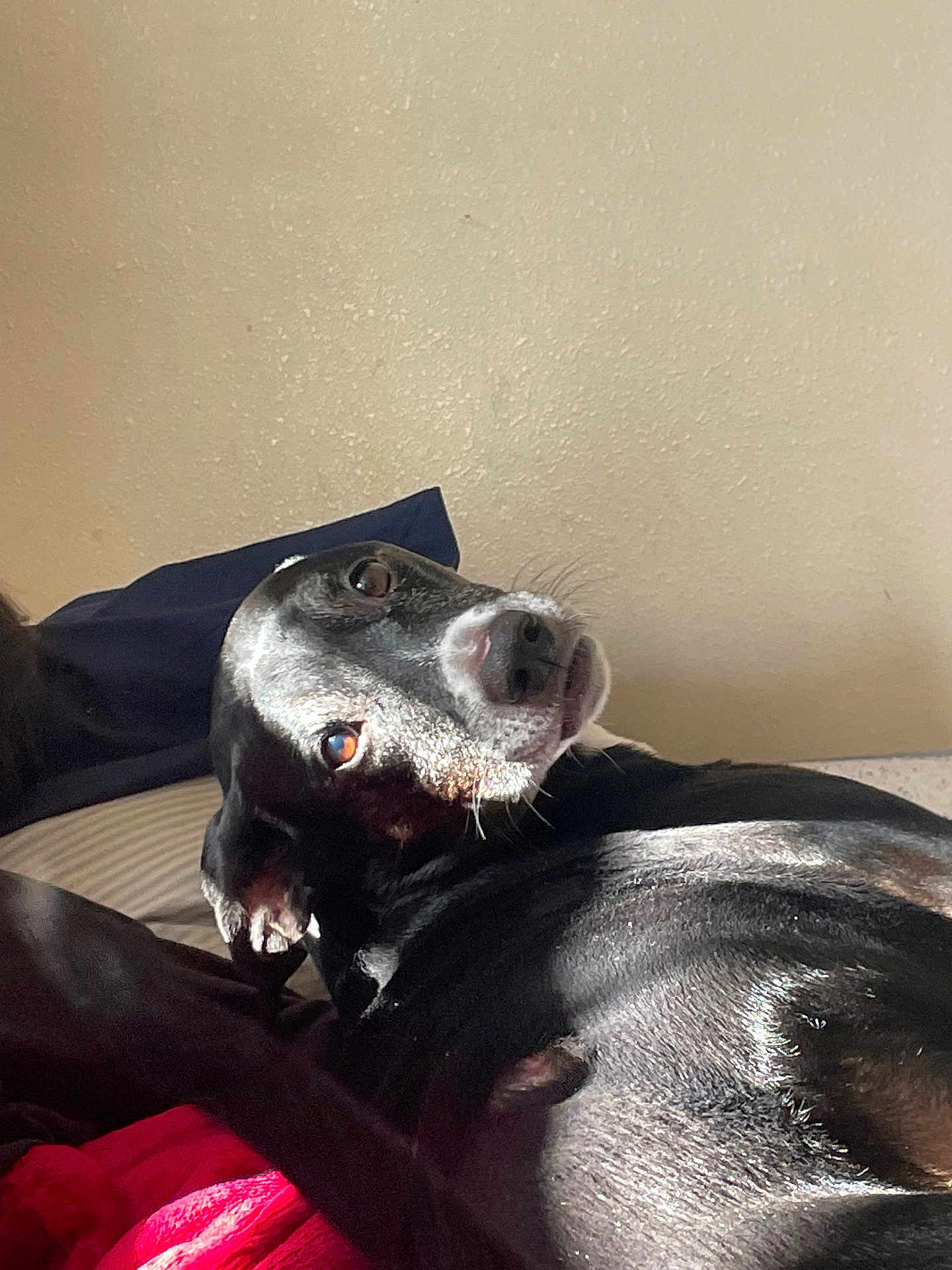 Zoey joined the competition — help win amazing prizes! dog, black_dog, pet, lying_down, looking_back, white_markings, fur, bed, blanket, indoor, sunlight, wall, curious, animal, domestic_animal, canine, relaxed, resting, closeup, portrait