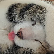 Filou participe au concours pour gagner de l'argent avec cette photo : adorable, animal, cat, closeup, cozy, cute, face, fur, indoor, mammal, nose, paw, peaceful, pet, relaxed, resting, sleeping, tabby, tongue, whiskers