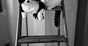 Coco Et Maggie a rejoint le concours — aidez-le/la à gagner de superbes lots ! cat, cats, ladder, black_and_white, indoor, pets, animal, feline, wooden_floor, metal, curious, two_animals, contrast, close_together, step_ladder, domestic, companions, resting, quiet, home
