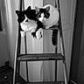 cat, cats, ladder, black_and_white, indoor, pets, animal, feline, wooden_floor, metal, curious, two_animals, contrast, close_together, step_ladder, domestic, companions, resting, quiet, home