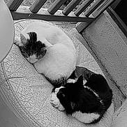 Coco Et Maggie a rejoint le concours — aidez-le/la à gagner de superbes lots ! cat, cats, black_and_white, sleeping, curled_up, cushion, balcony, porch, outdoor, feline, resting, fur, pet, cozy, quiet, texture, wooden_railing, companion, peaceful, monochrome